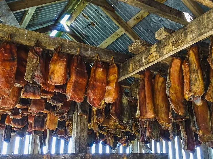 hakarl-curing