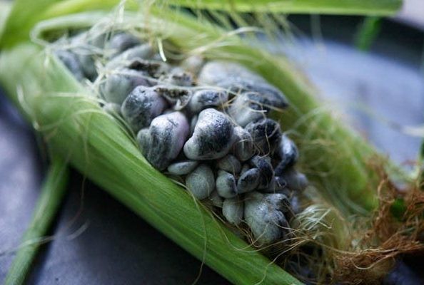 huitlacoche de méxico